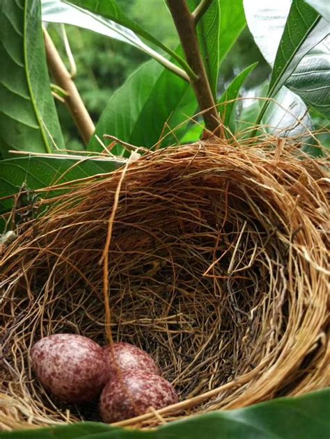 家裡有鳥窩|【家裡有鳥窩】家裡有鳥窩是什麼徵兆？揭秘鳥類築巢象徵的吉祥。